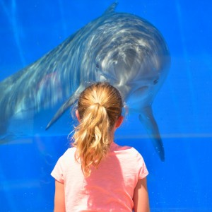 dolphin-1548448_1280