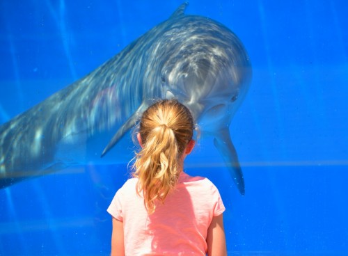 dolphin-1548448_1280